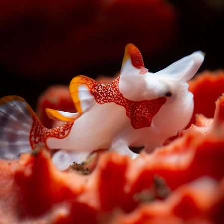 Palm Springs Bali Dive Resort Tulamben Kültér fotó